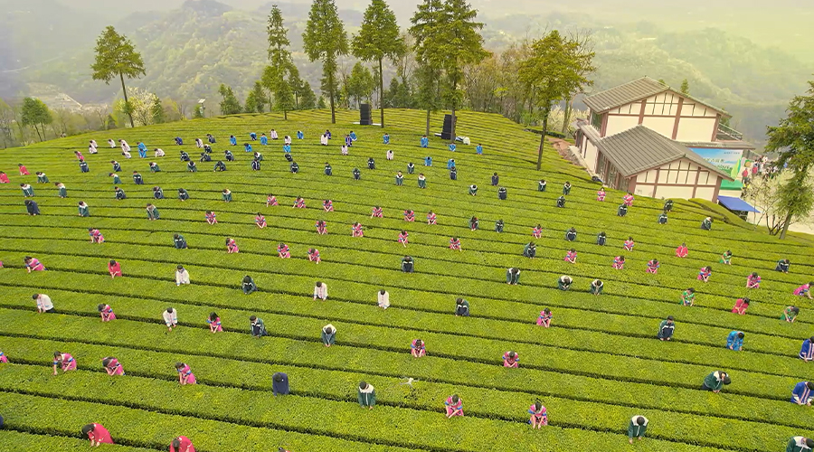 青岗岭生态茶园