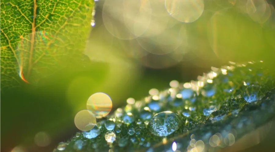 清明节采摘制作的茶叶