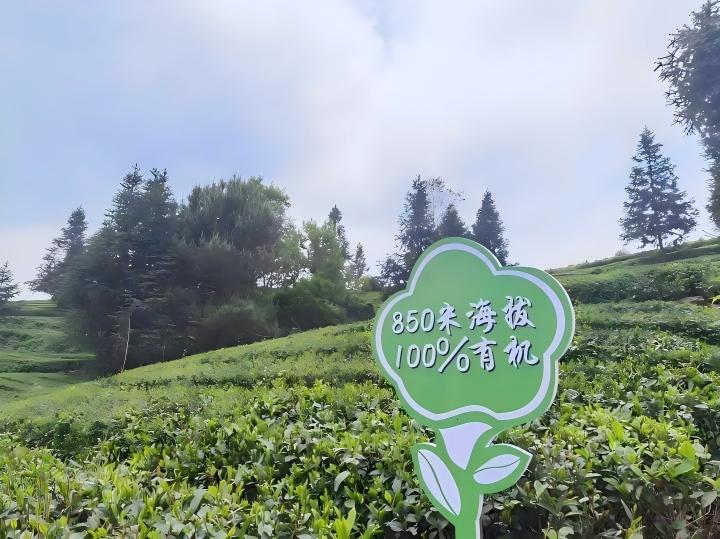 100%有机  特写.jpg