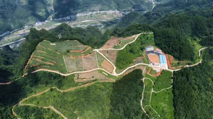 720  清溪沟茶园全景.jpg