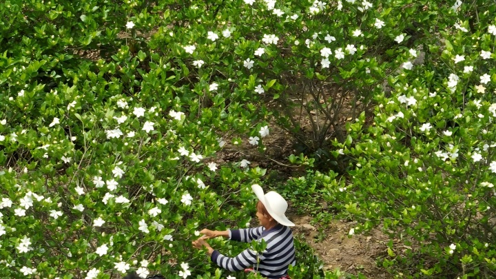 720  长阳栀子花(1).jpg
