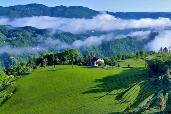 720  青岗岭茶园.jpg