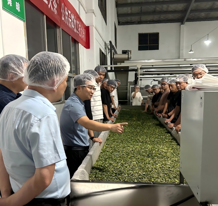 720   茶叶鲜叶细节.jpg