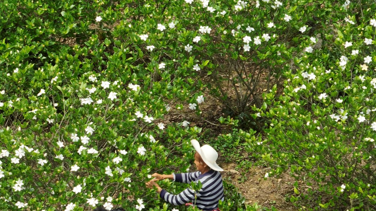 宜昌这片树叶，到底有多少变化