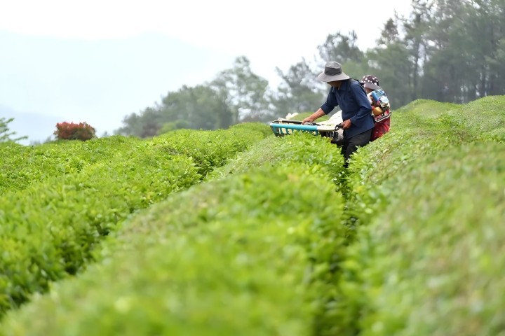 2024年茶园生产机械化研究现状与发展趋势