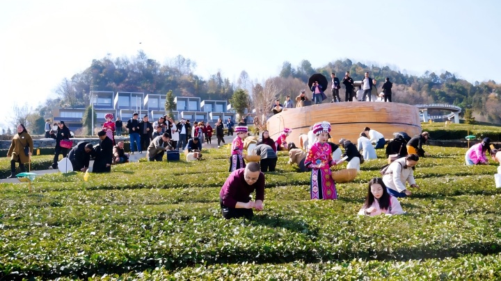 720  五峰采春茶.jpg