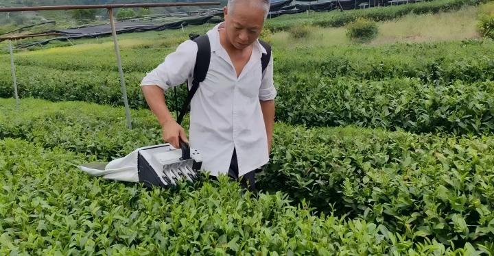 茶科普 | 茶园版 “哪吒降魔”，“小茗”采茶机降伏采茶难题！
