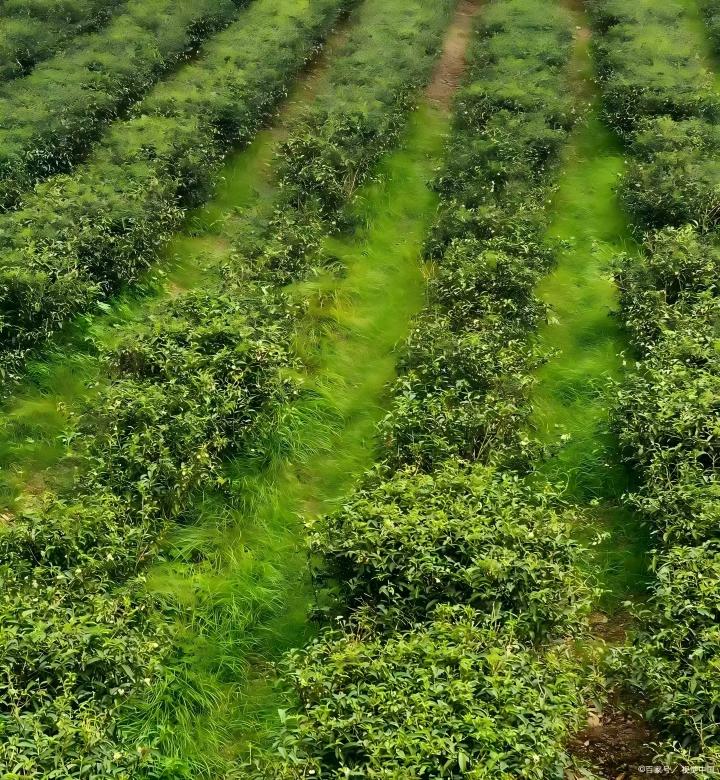 茶树也“挑食”？这些茶树“投喂”要点你必须知道！