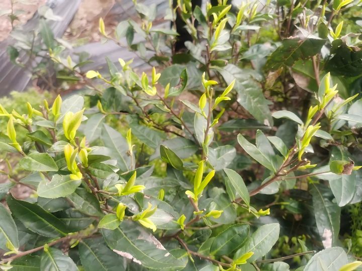 寒潮来袭，茶园怎么办？