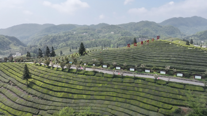 720  2    图： 宜红工夫茶茶园.png