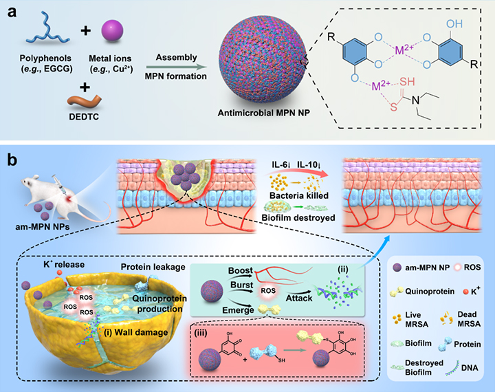  茶多酚自组装新材料协同健康效应取得新进展