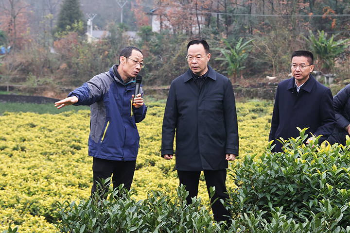  孙伟在五峰调研茶产业社会化服务试点工作