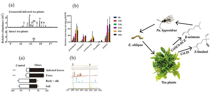  茶树挥发物调控茶尺蠖与天敌互作研究取得新进展
