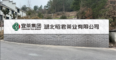 昭君茶业