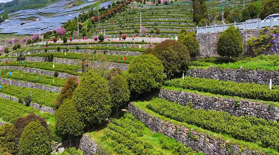 昭君茶业核心资源及荣誉