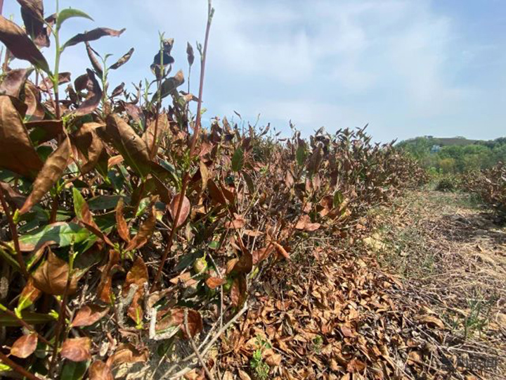 哪些茶园容易遭受高温旱害？