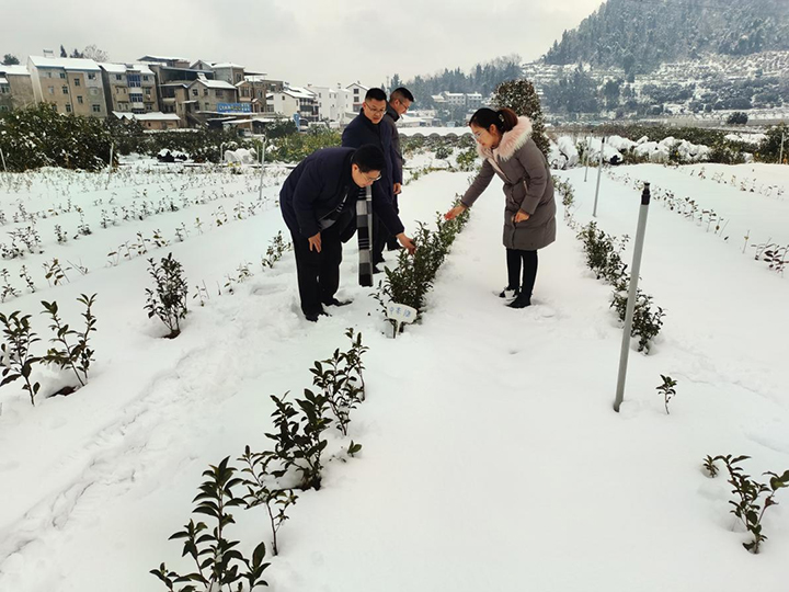 迎战低温雨雪，保障茶叶安全——国家茶叶产业技术体系宜昌综合试验站在行动