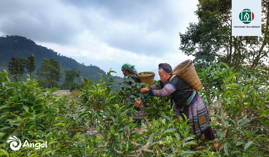 YICHANG TEA RESOURCES INTRODUCTION 